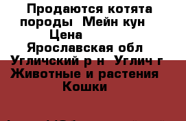 Продаются котята породы “Мейн-кун“ › Цена ­ 8 000 - Ярославская обл., Угличский р-н, Углич г. Животные и растения » Кошки   